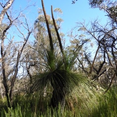 Xanthorrhoea australis (Austral Grass Tree, Kangaroo Tails) at Morton National Park - 21 Jul 2021 by MatthewFrawley