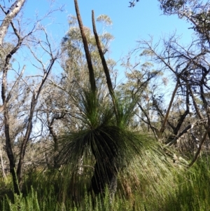 Xanthorrhoea australis at Bundanoon, NSW - 21 Jul 2021