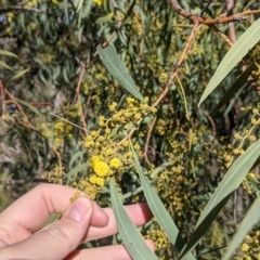 Acacia rubida (Red-stemmed Wattle, Red-leaved Wattle) at Felltimber Creek NCR - 2 Aug 2021 by Darcy