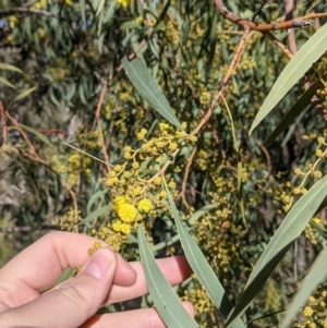 Acacia rubida at West Wodonga, VIC - 2 Aug 2021 11:28 AM