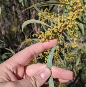 Acacia rubida at West Wodonga, VIC - 2 Aug 2021