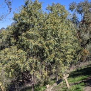 Acacia rubida at West Wodonga, VIC - 2 Aug 2021