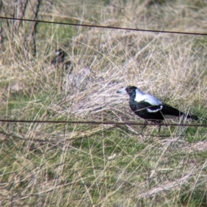 Gymnorhina tibicen at West Wodonga, VIC - 2 Aug 2021 11:48 AM