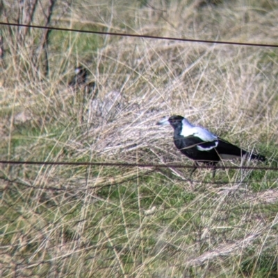 Gymnorhina tibicen (Australian Magpie) at Wodonga - 2 Aug 2021 by Darcy