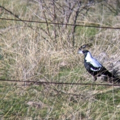 Gymnorhina tibicen at West Wodonga, VIC - 2 Aug 2021 11:48 AM