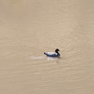 Chenonetta jubata at West Wodonga, VIC - 2 Aug 2021 11:56 AM