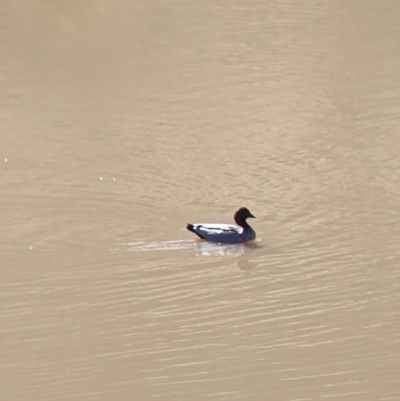 Chenonetta jubata (Australian Wood Duck) at Felltimber Creek NCR - 2 Aug 2021 by Darcy