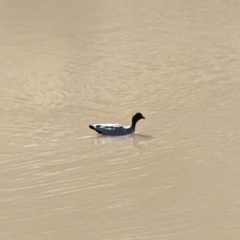 Chenonetta jubata at West Wodonga, VIC - 2 Aug 2021 11:56 AM