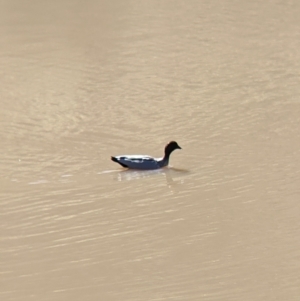 Chenonetta jubata at West Wodonga, VIC - 2 Aug 2021