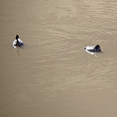 Chenonetta jubata at West Wodonga, VIC - 2 Aug 2021 11:56 AM