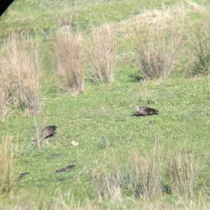 Anas superciliosa at West Wodonga, VIC - 2 Aug 2021