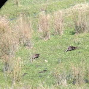 Anas superciliosa at West Wodonga, VIC - 2 Aug 2021