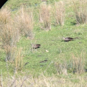 Anas superciliosa at West Wodonga, VIC - 2 Aug 2021