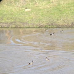 Chenonetta jubata (Australian Wood Duck) at West Wodonga, VIC - 2 Aug 2021 by Darcy