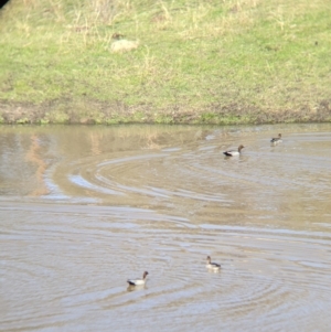 Chenonetta jubata at West Wodonga, VIC - 2 Aug 2021 12:03 PM