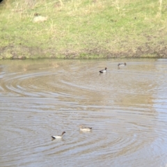 Chenonetta jubata at West Wodonga, VIC - 2 Aug 2021 12:03 PM