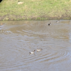 Chenonetta jubata at West Wodonga, VIC - 2 Aug 2021 12:03 PM