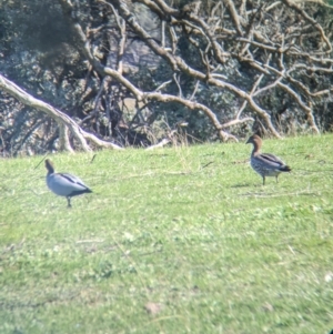 Chenonetta jubata at West Wodonga, VIC - 2 Aug 2021 12:09 PM