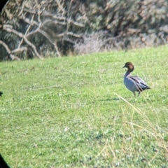 Chenonetta jubata at West Wodonga, VIC - 2 Aug 2021 12:09 PM