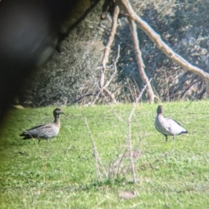 Chenonetta jubata at West Wodonga, VIC - 2 Aug 2021 12:09 PM