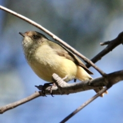 Acanthiza reguloides (Buff-rumped Thornbill) at Albury - 30 Jul 2021 by PaulF