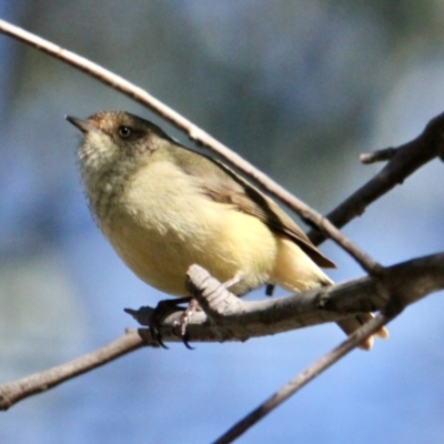 Acanthiza reguloides (Buff-rumped Thornbill) at Bells TSR - 30 Jul 2021 by PaulF