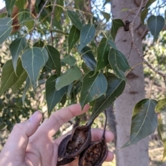 Brachychiton populneus (Kurrajong) at West Wodonga, VIC - 2 Aug 2021 by Darcy