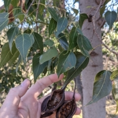 Brachychiton populneus (Kurrajong) at Wodonga - 2 Aug 2021 by Darcy