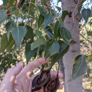 Brachychiton populneus at West Wodonga, VIC - 2 Aug 2021 12:16 PM