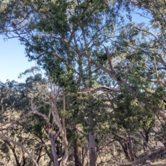 Brachychiton populneus at West Wodonga, VIC - 2 Aug 2021 12:16 PM