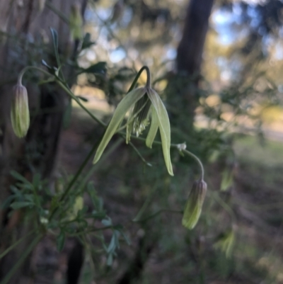 Clematis leptophylla (Small-leaf Clematis, Old Man's Beard) at Flea Bog Flat to Emu Creek Corridor - 2 Aug 2021 by Dora