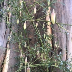 Clematis leptophylla at Belconnen, ACT - 2 Aug 2021 04:44 PM