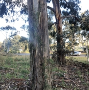 Clematis leptophylla at Belconnen, ACT - 2 Aug 2021 04:44 PM