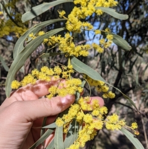 Acacia rubida at West Wodonga, VIC - 2 Aug 2021 12:19 PM