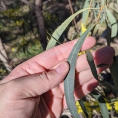 Acacia rubida at West Wodonga, VIC - 2 Aug 2021 12:19 PM