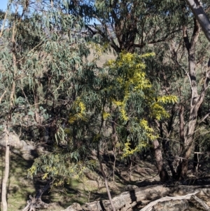 Acacia rubida at West Wodonga, VIC - 2 Aug 2021 12:19 PM