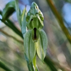 Bunochilus umbrinus (Broad-sepaled Leafy Greenhood) at Black Mountain - 2 Aug 2021 by RobG1