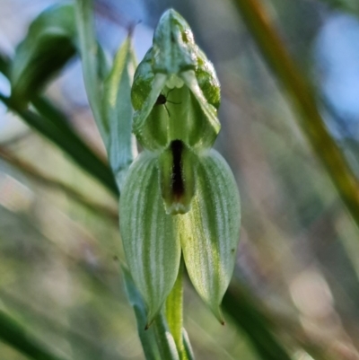 Bunochilus umbrinus (Broad-sepaled Leafy Greenhood) at Black Mountain - 2 Aug 2021 by RobG1