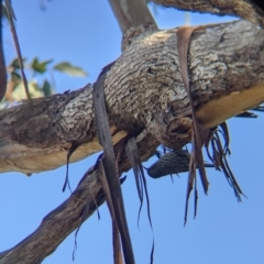 Cormobates leucophaea (White-throated Treecreeper) at Felltimber Creek NCR - 2 Aug 2021 by Darcy