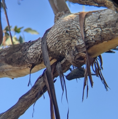 Cormobates leucophaea (White-throated Treecreeper) at West Wodonga, VIC - 2 Aug 2021 by Darcy