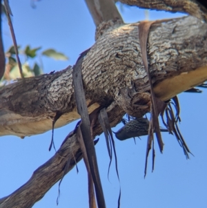 Cormobates leucophaea at West Wodonga, VIC - 2 Aug 2021