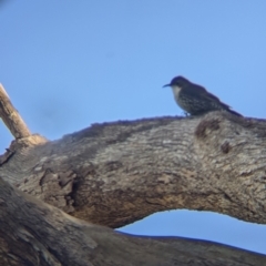 Cormobates leucophaea at West Wodonga, VIC - 2 Aug 2021 12:22 PM