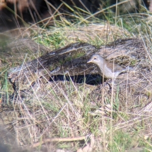 Colluricincla harmonica at West Wodonga, VIC - 2 Aug 2021 12:23 PM