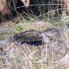 Colluricincla harmonica at West Wodonga, VIC - 2 Aug 2021 12:23 PM