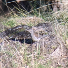 Colluricincla harmonica at West Wodonga, VIC - 2 Aug 2021 12:23 PM