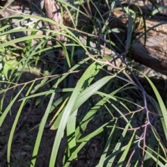 Acacia implexa (Hickory Wattle, Lightwood) at West Wodonga, VIC - 2 Aug 2021 by Darcy