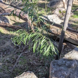 Acacia implexa at West Wodonga, VIC - 2 Aug 2021 12:29 PM