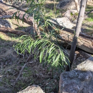 Acacia implexa at West Wodonga, VIC - 2 Aug 2021