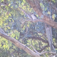 Dacelo novaeguineae (Laughing Kookaburra) at West Wodonga, VIC - 2 Aug 2021 by Darcy