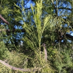 Exocarpos cupressiformis (Cherry Ballart) at Felltimber Creek NCR - 2 Aug 2021 by Darcy